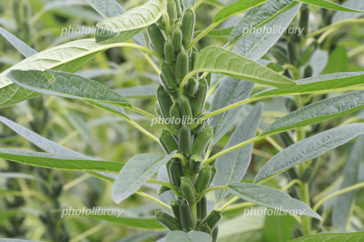 ゴマの実と花 - 四季折々