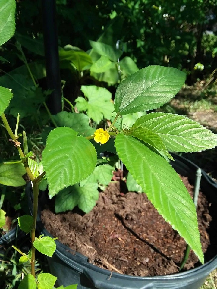 モロヘイヤ 三重産株式会社 新紙浅