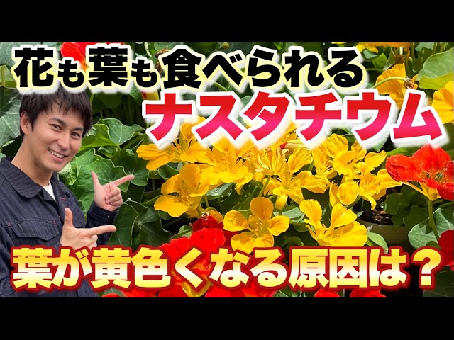 ナスタチウムの育て方 増やし方清く楽しくたくましく♡生きるが勝ち