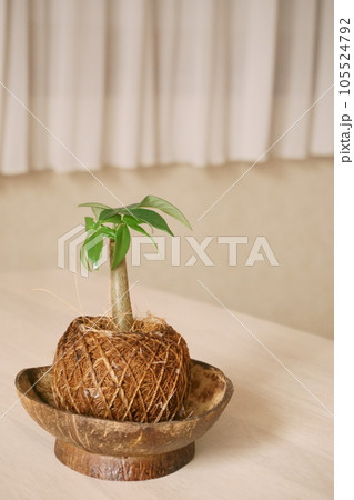 カイエンナッツ、パキラの実○いいなおきなわ