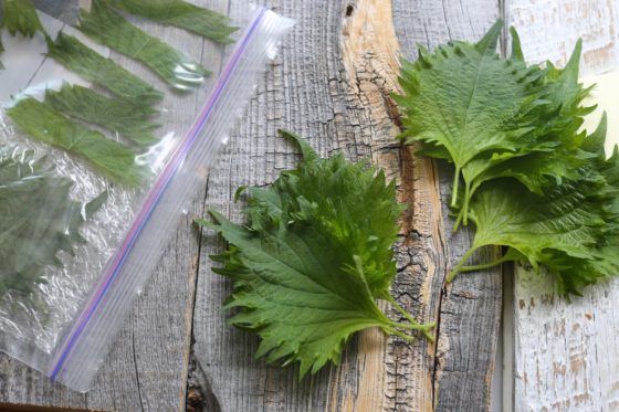 青紫蘇の冷凍保存☆