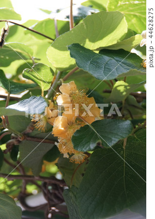 キウイフルーツの花 - やれることだけやってみる