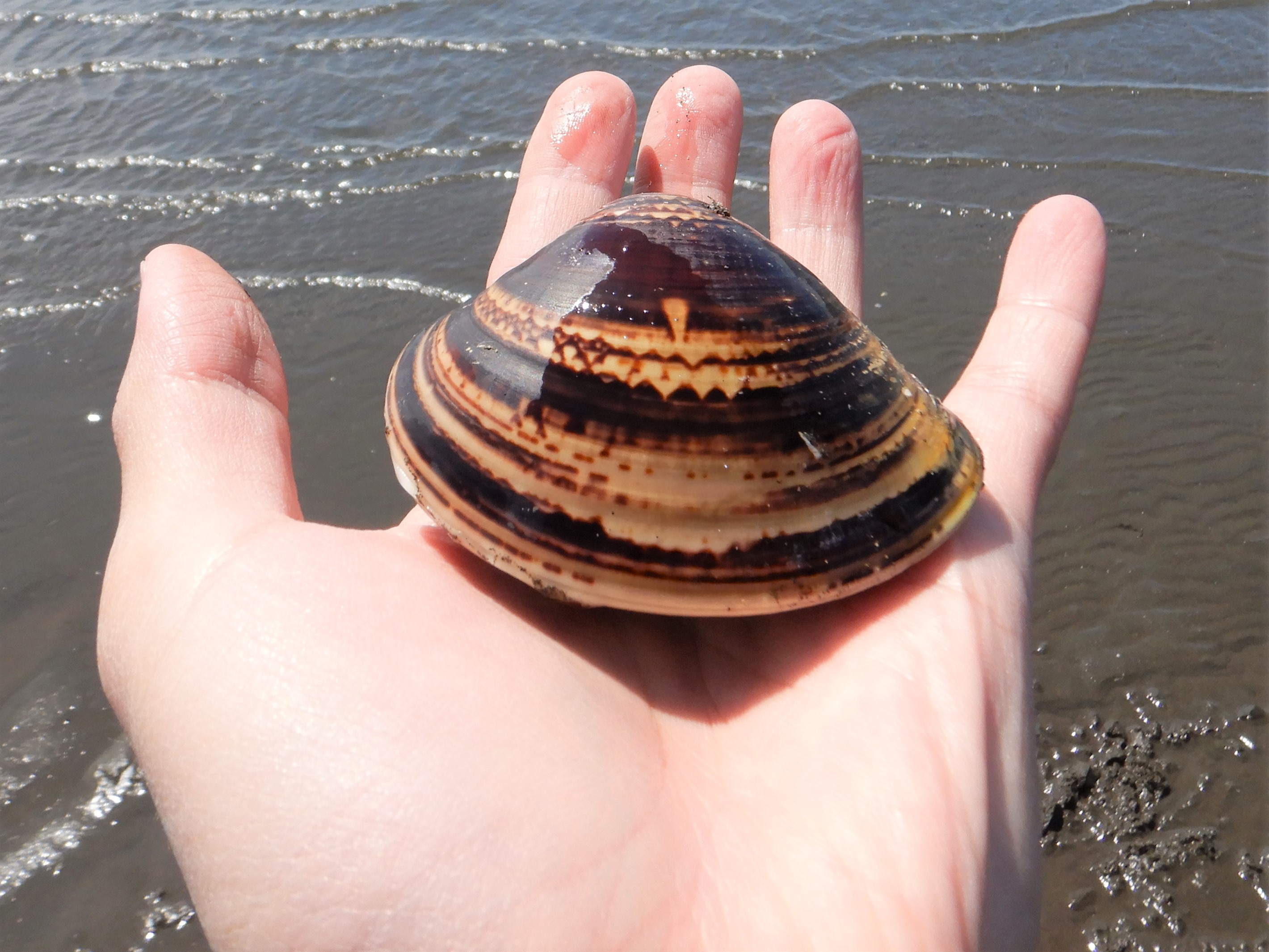 ●ホンビノス貝の「潮汁」レシピ