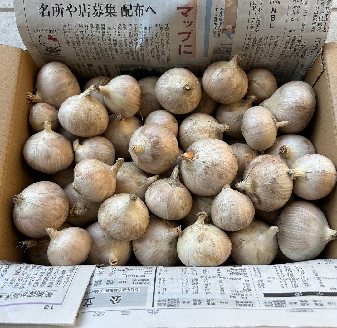 1粒の大きさに衝撃！ジャンボニンニク 熊本県産 有機野菜 通販 Ｏｉｓｉｘ おいしっくす