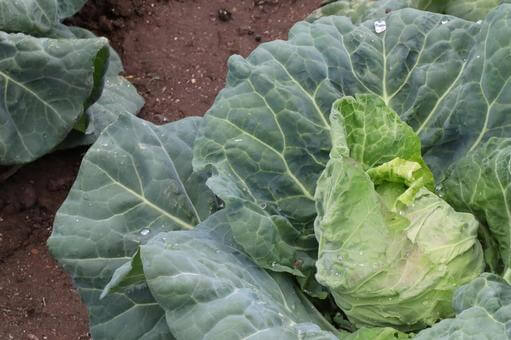 キャベツの切り口が写真のように黒くなったのですが、食べても大丈夫なの- Yahoo!知恵袋