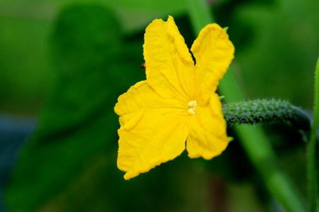 黄色い野菜を7種類紹介！栄養や色の不思議についても解説食・料理オリーブオイルをひとまわし