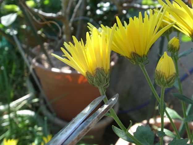 食用菊の栽培方法！植え替えの時期・手順や株分けでの増やし方を紹介 2ページ目BOTANICA