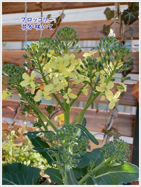 ブロッコリーの花が咲きました。みんなとカゴメでつくるコミュニティ ＆KAGOME アンドカゴメ