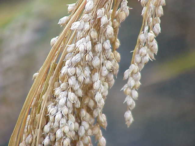 キビPanicum miliaceumかぎけん花図鑑