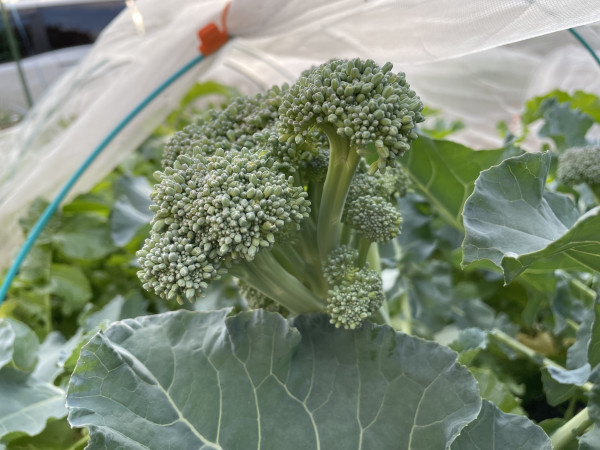 ブロッコリーの花と蕾ことづくり生活をみつめて