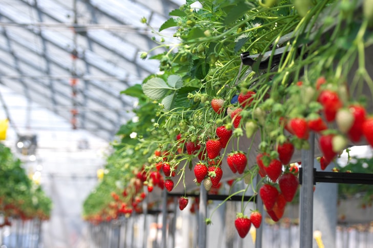 俣野町いちご農家 予約管理にデジタル活用 負担軽減し、集客増へ戸塚区・泉区タウンニュース