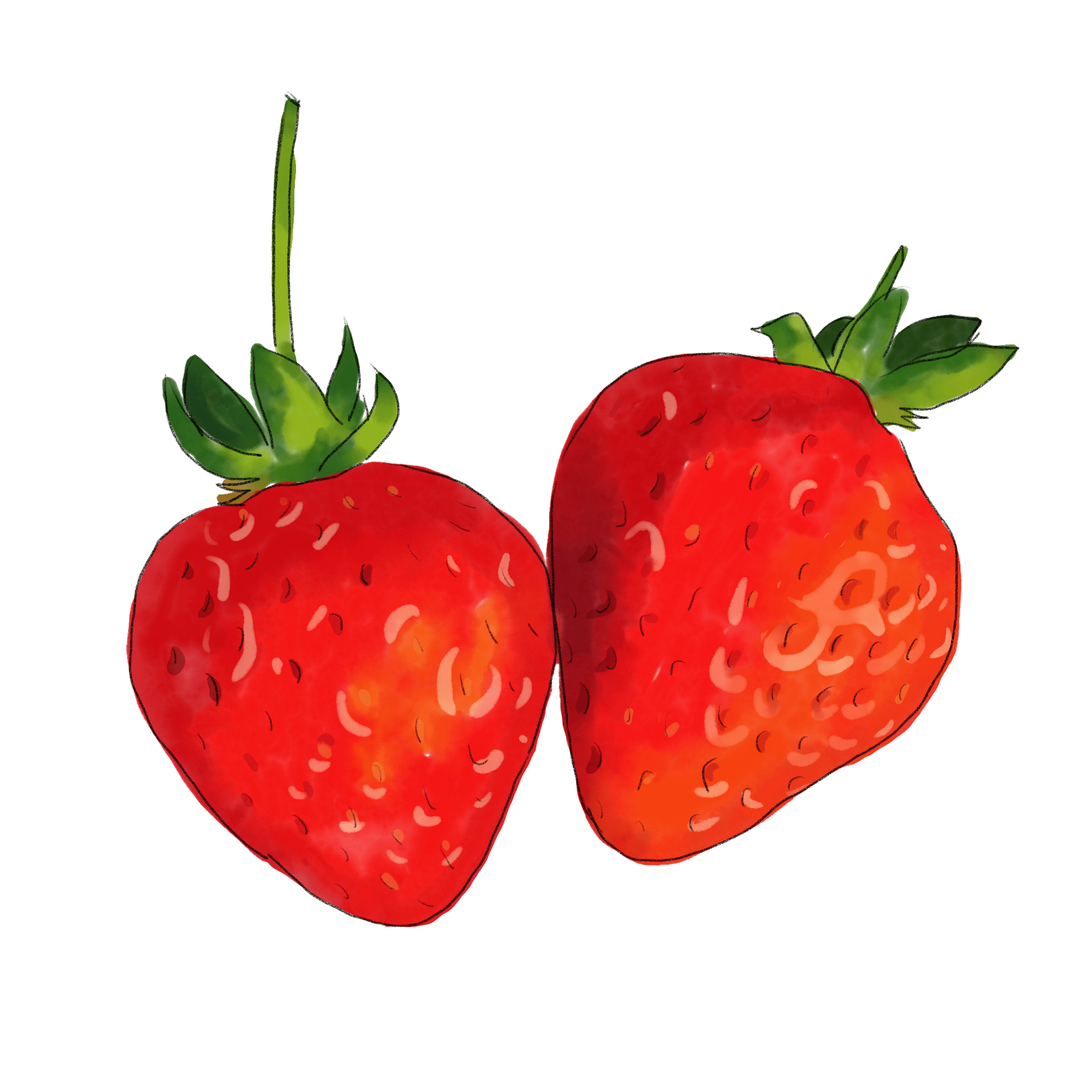 フリーイラストいちごの花と葉と実パブリックドメインQ：著作権フリー画像素材集