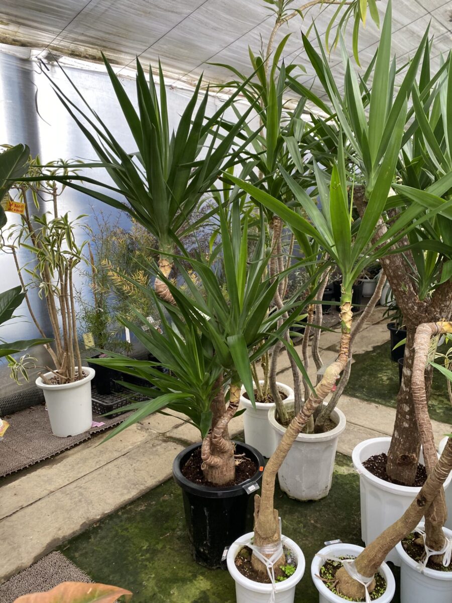 原神 ルッカデヴァータダケの場所 マップ とおすすめルート - ゲームウィズ