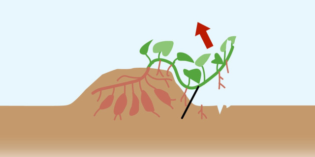 さつまいもツル さつまいもの蔓 長さ15cm〜20cmほど、60本以上さつまいものつる 芋づる ※葉を取ってお届け※葉もご希望の場合は特記事項欄に「葉も希望」とご連絡ください※🏣ゆうパック：石川県産の野菜食べチョク産地直送 産直 お取り寄せ通販- 農家・漁師から旬