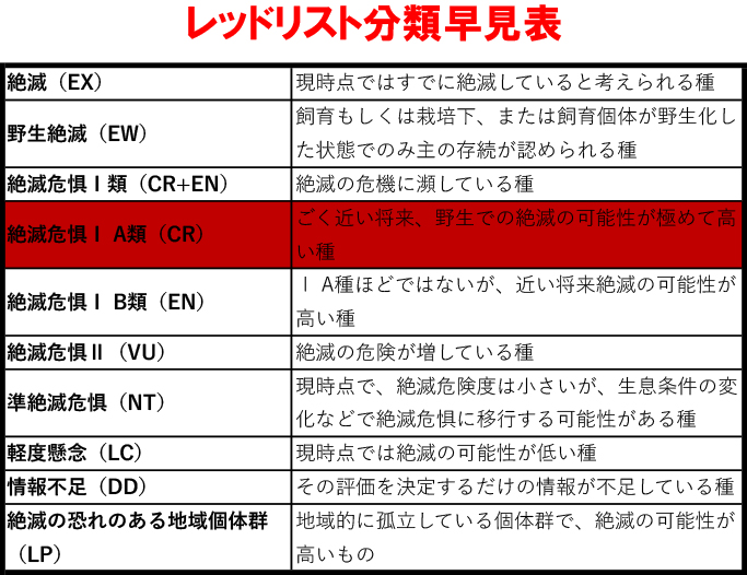 フィリピンワシとは？ 意味や使い方 - コトバンク