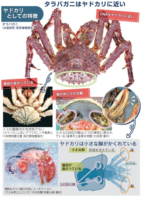 越前ガニ タグ付き 写真素材1060338- フォトライブラリ