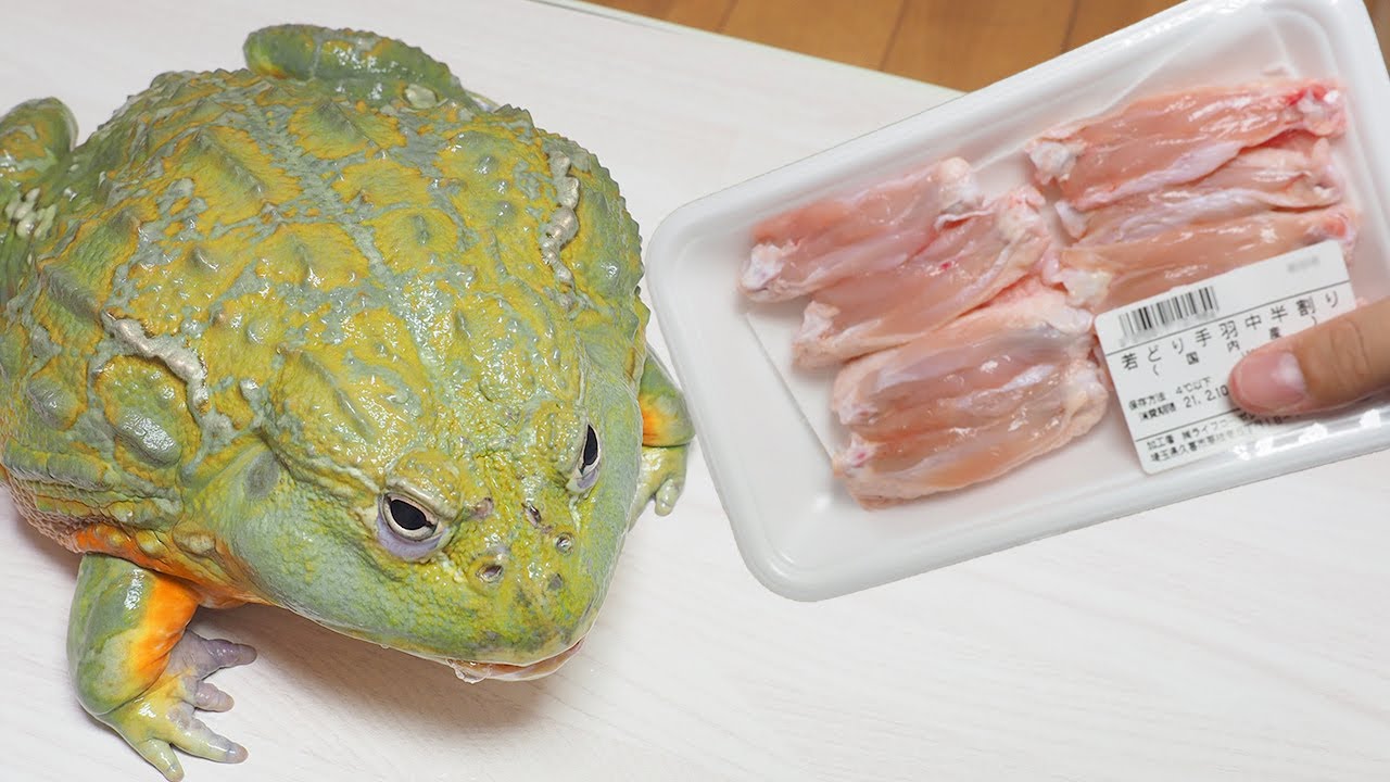 カエルの肉料理ベトナムで、ごはん15年～19年