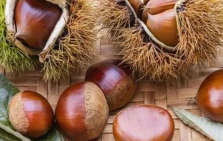 秋の果物特集ふるさと納税サイト まいふる by AEON CARD