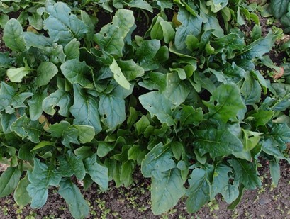 ちぢみほうれん草朝霧株式会社ウタネ