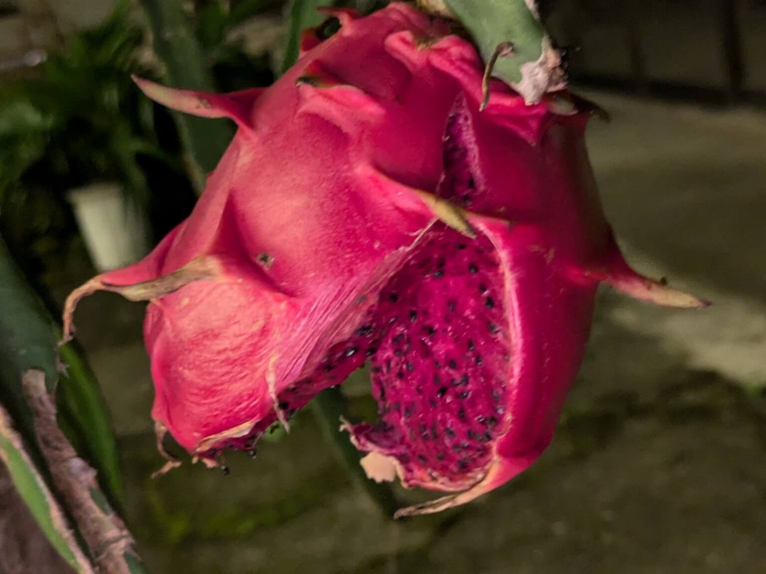 必ず食べる台湾フルーツ！台湾散歩マガジン台湾散歩