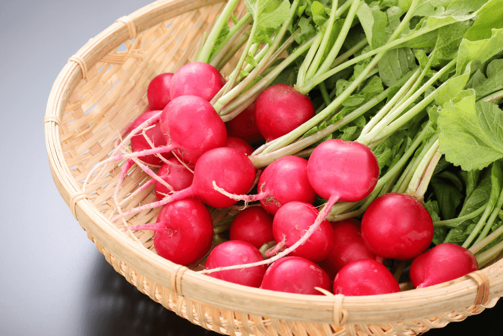 収穫。家庭菜園、ラディッシュ。無農薬。薄くスライスしてサラダに。葉っぱは、味噌汁に。野菜イメージ素材の写真素材90303724- PIXTA