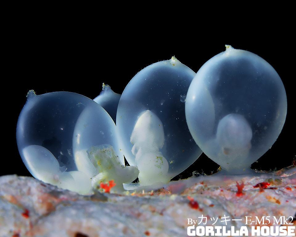 茹でたホタルイカを解剖・観察してみよう - キリンはハマグリのなかま