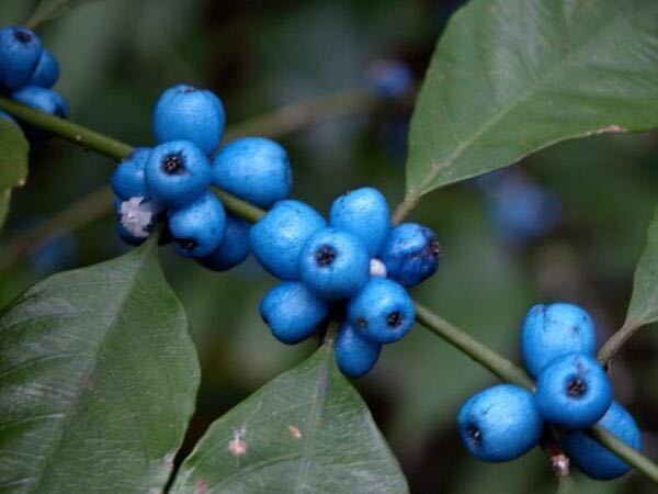 国産 フルーツ青汁 12か月分 1.08kg 3g×360包ピーチ風味 青汁 まとめ買い ダイエット 健康 ギフト フルーツ 酵素 大麦若葉送料無料 Y : aemotion - 通販 - Yahoo!ショッピング