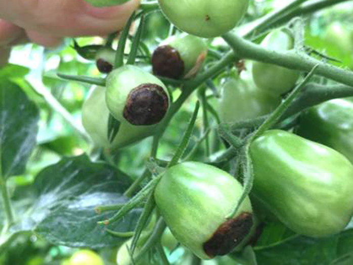 トマト腐ってる 見分け方TikTok