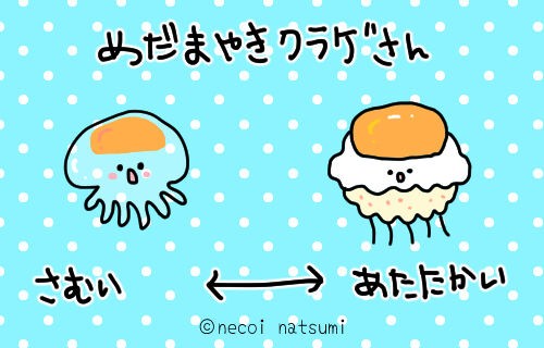 目玉焼きクラゲ コティロリーザ・ツベルクラータくらげのふしぎな世界