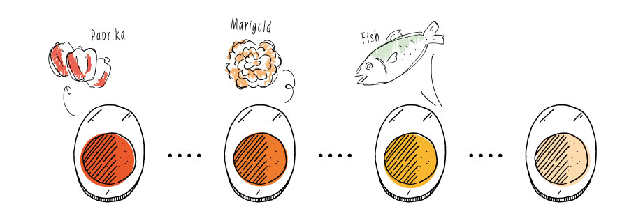 黄身の色は たまごによって なぜ違うのかにわろぐ - 楽天ブログ
