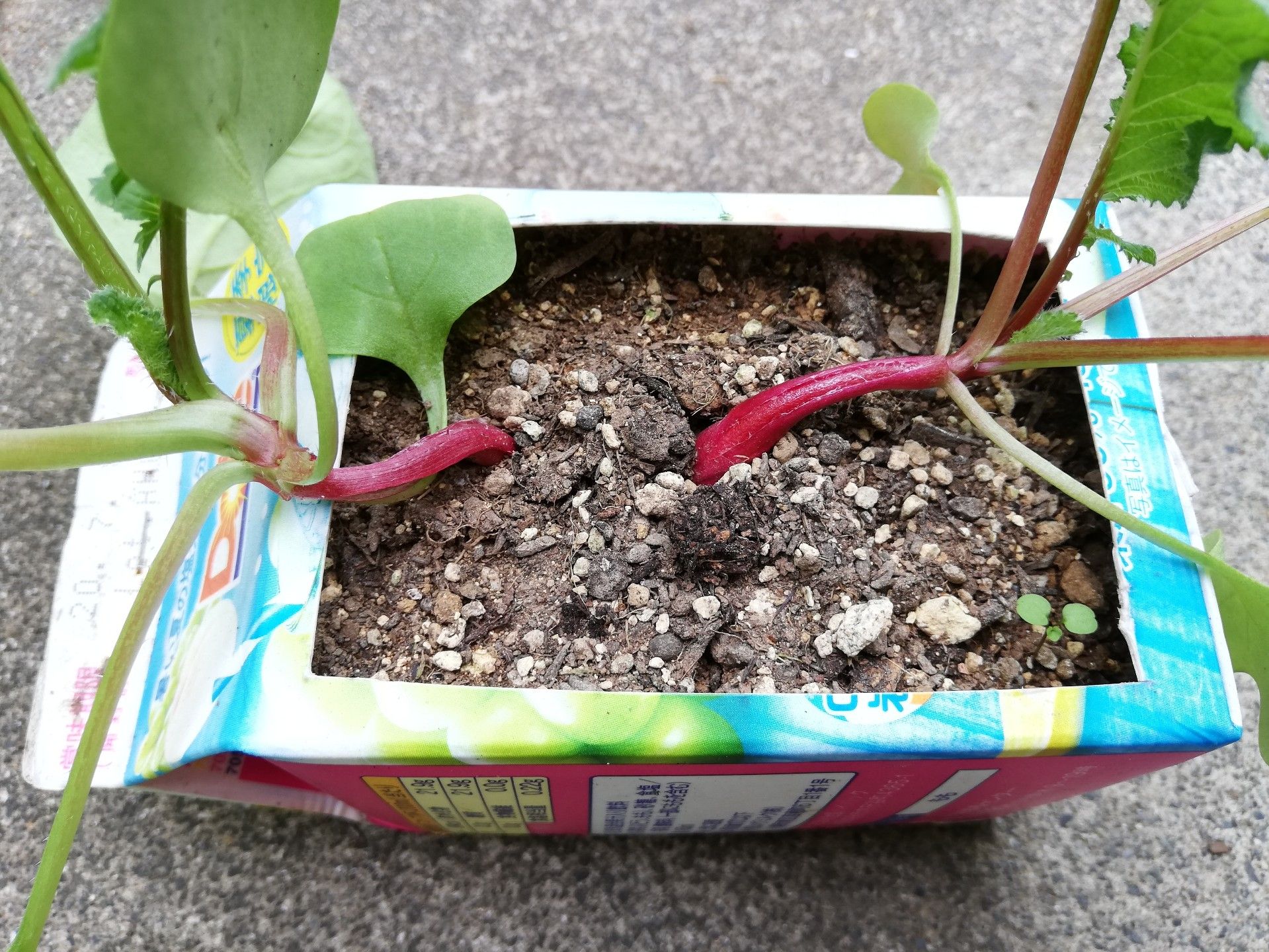 牛乳パックでラデッシュ栽培aki.yo