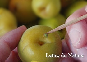 梅干しの作り方とはちみつ2024 年のリアルなLemon8ユーザー体験