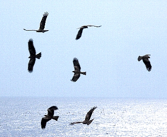 トンビに油揚げをさらわれる”という言葉がありますが ：アオサギＶＳトンビ対決＠下鴨デルタ。: 朝は知恩院でラジオ体操！ の気分 ：by行者橋 渡