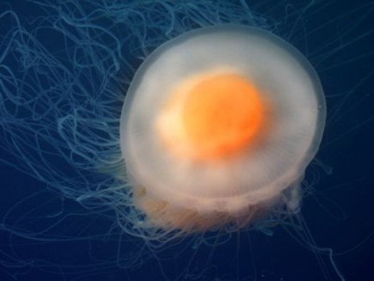 存在感｣ サムクラゲくらげのふしぎな世界