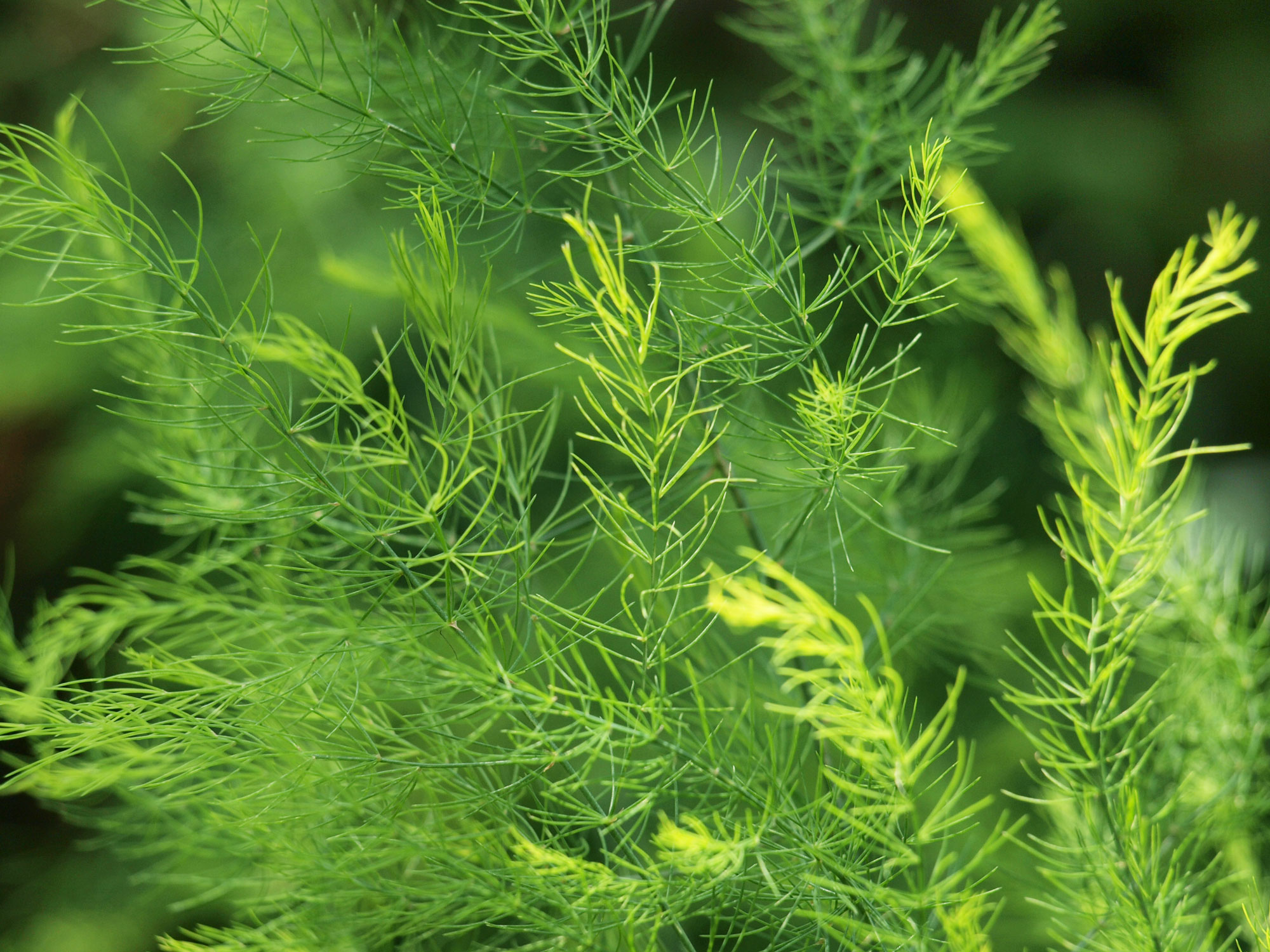 アスパラ甘くて美味しい！生で食べられるグリーンアスパラの通販おすすめランキングベストオイシ