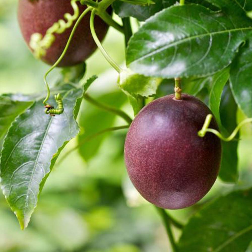 紫色の野菜や果物はどれだけある？特徴やレシピもご紹介デリッシュキッチン