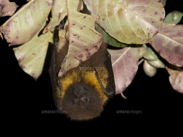 オオコウモリ - Wikipedia