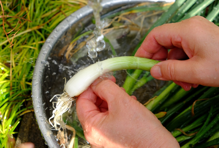 解決 ワケギ栽培に最適なプランターサイズの選び方を解説ヤマワタ菜園