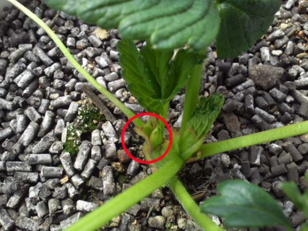 脇芽管理 イチゴの脇芽の取り方- 苺の花ことばブログ