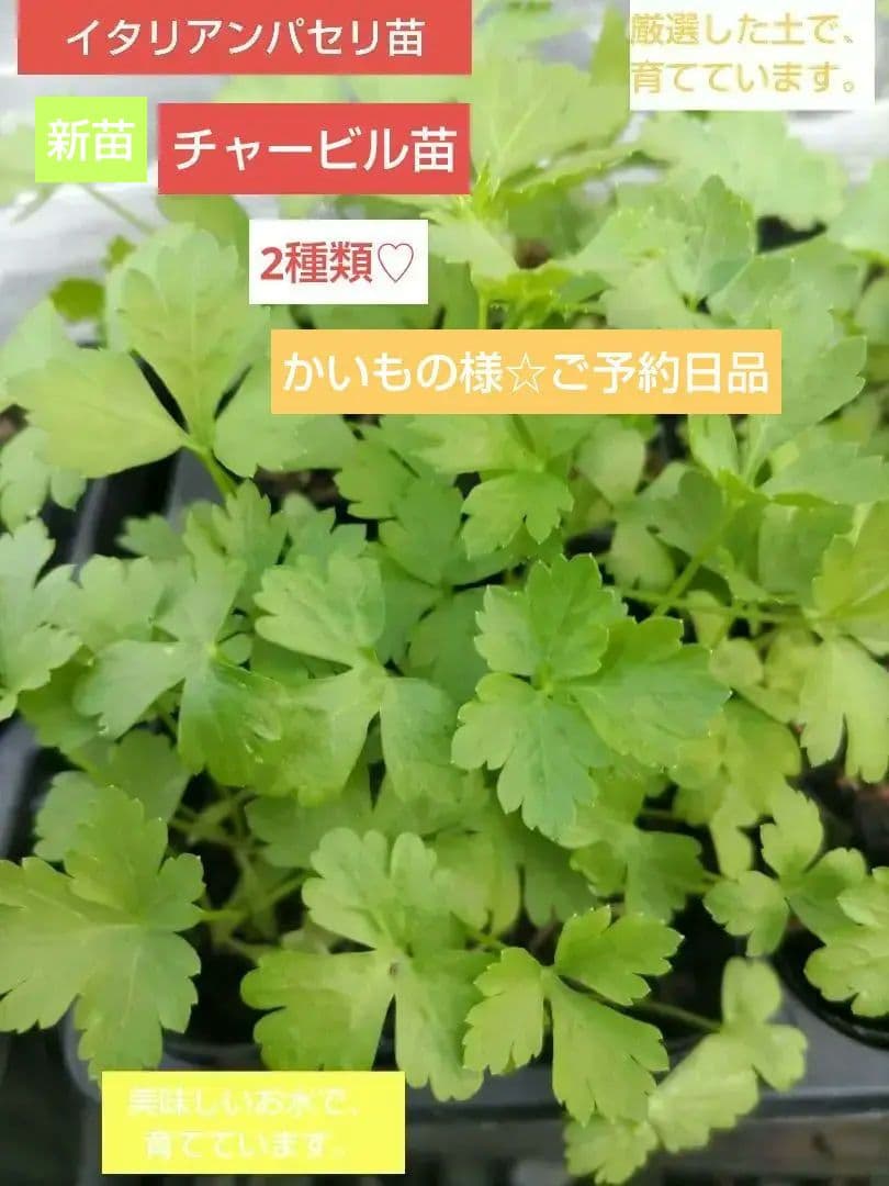 チャービル・イタリアンパセリの防寒対策わいわいblog
