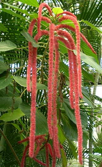 キャッツアイアカリファの育て方・日常管理