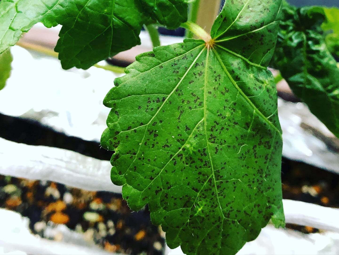 腐ったオクラの特徴。見た目・臭い・触感。原因と対処法も解説 - Fily