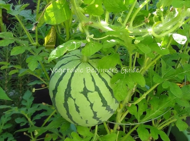 小玉スイカのプランター栽培法