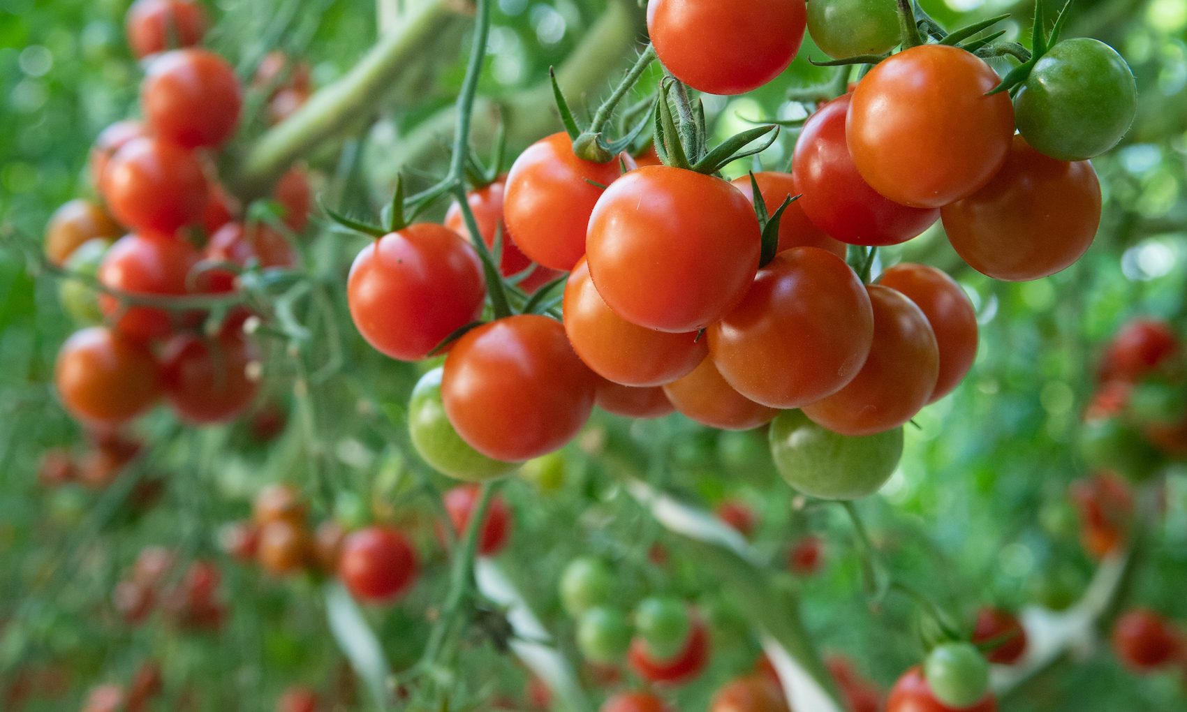 トマトの日 10月10日 意味や由来・広報PRに活用するポイントや事例を紹介PR TIMES MAGAZINE