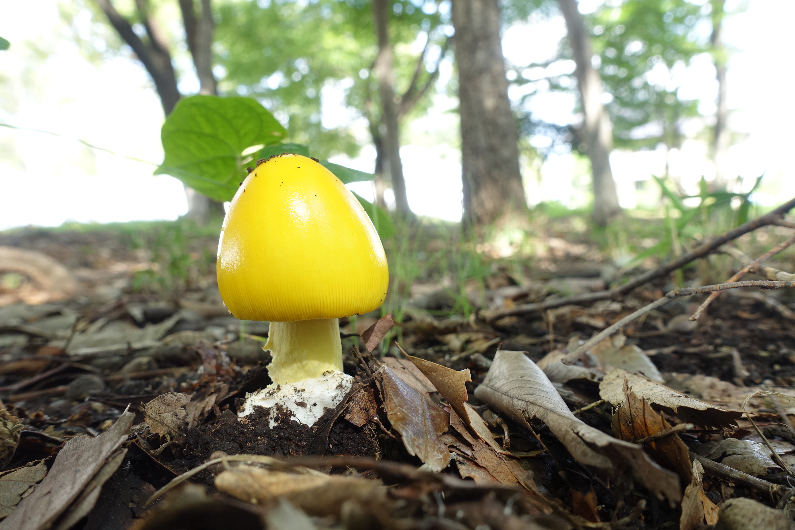 森のきのこ・キタマゴタケフツウの生活