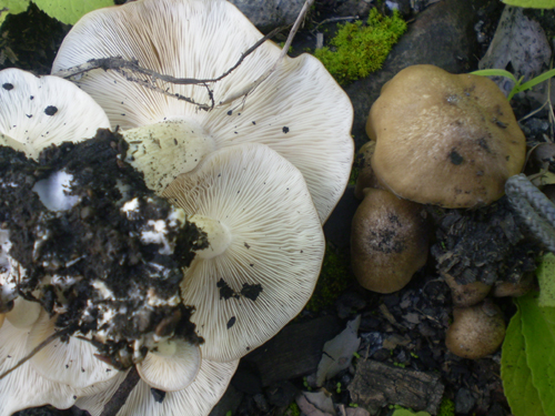 ホンシメジを採ろう！おいしい山菜＆きのこ図鑑