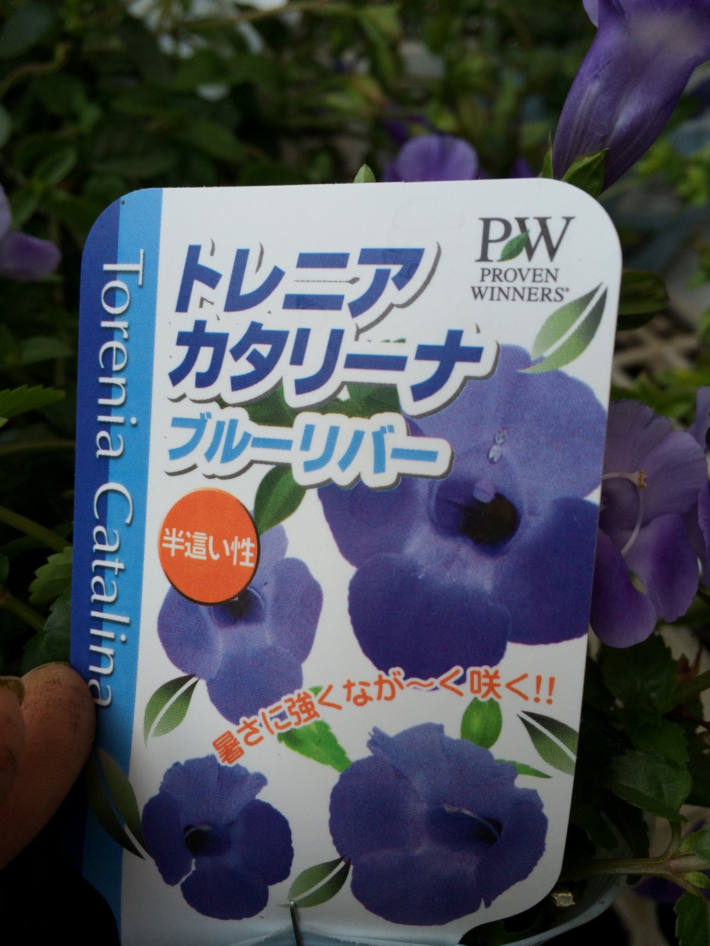 カタリーナで一番人気の澄んだ青色 PWスーパートレニア：カタリーナ ブルーリバー 9～