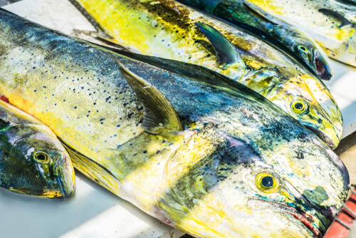 シイラマヒマヒ市場魚貝類図鑑