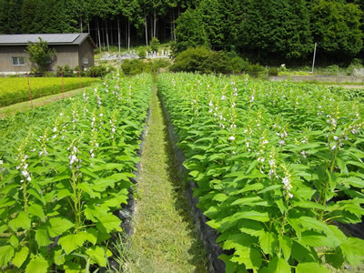 国産いり胡麻「水戸胡麻」 白・黒・金 セット 水戸市 茨城県 3種類 いり胡麻 水戸胡麻 国産 ごま 黒ごま 金ごま まるひめ 無農薬HU-1茨城県水戸市ふるさと納税サイト「ふるなび」