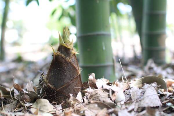大名筍3kg竹島産予約注文受付中 「5月中旬〜6月上旬収穫・発送」